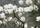 Tận hưởng mùa hoa mộc lan ở Yonsei Hàn Quốc